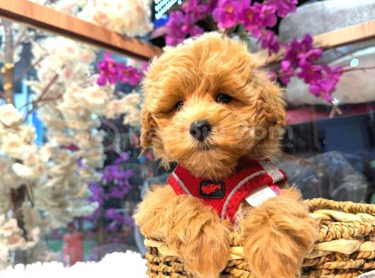 Kore Maltipoo Cocuklar görsel
