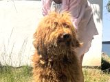Giant Dev Poodle Yavrularımız Burkemde