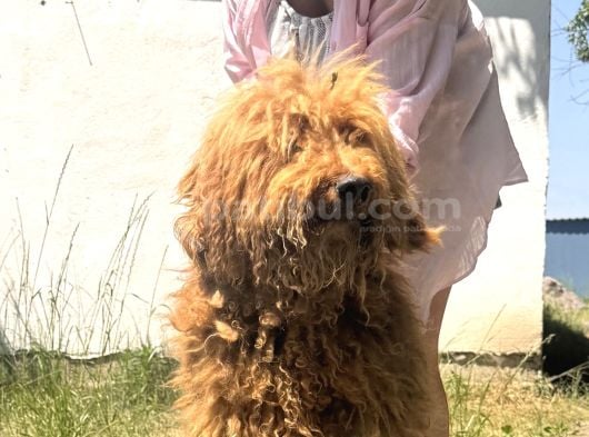 Giant Dev Poodle Yavrularımız Burkemde görsel
