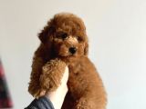 Toy Poodle Dişi