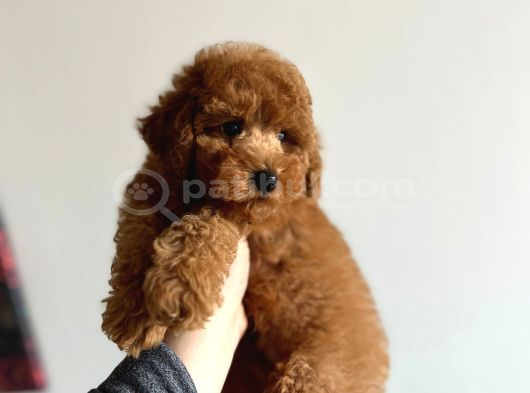Toy Poodle Dişi görsel