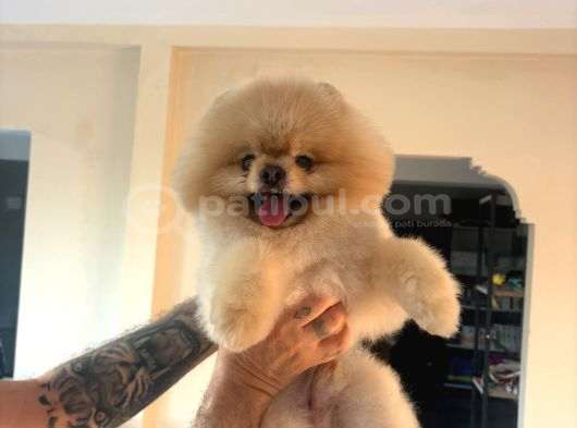 Yetişkin Orjinal Pomeranian görsel