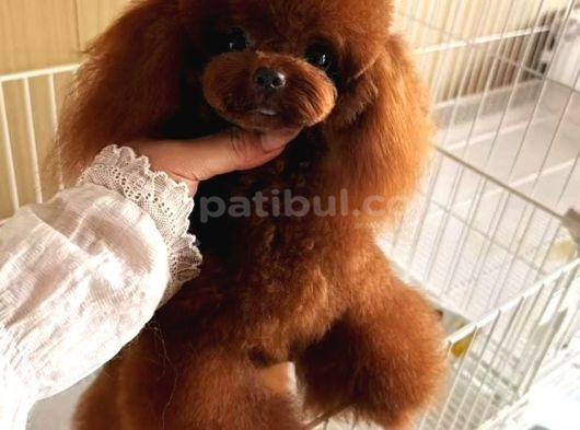 Yavru Ve Yetişkin Toy Poodle Korea görsel