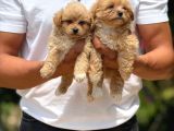 Maltipoo Bebeklerimiz