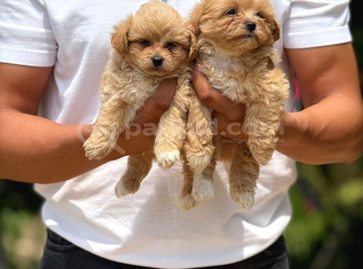 Maltipoo Bebeklerimiz