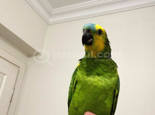 Bebek Amazon Yeşil Papağanlar