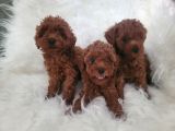 Kore Toy Poodle Bebekler Yeni Ailelerini Arıyor
