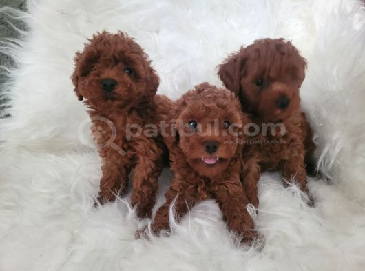 Kore Toy Poodle Bebekler Yeni Ailelerini Arıyor görsel