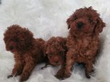 Kore Toy Poodle Bebekler Yeni Ailelerini Arıyor