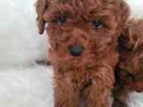 Kore Toy Poodle Bebekler Yeni Ailelerini Arıyor