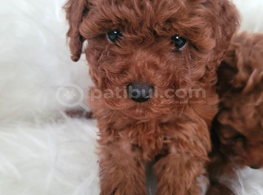 Kore Toy Poodle Bebekler Yeni Ailelerini Arıyor görsel