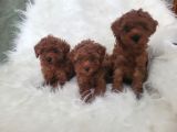 Kore toy poodle bebekler yeni ailelerini arıyor