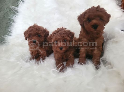 Kore Toy Poodle Bebekler Yeni Ailelerini Arıyor
