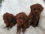 Kore Toy Poodle Bebekler Yeni Ailelerini Arıyor