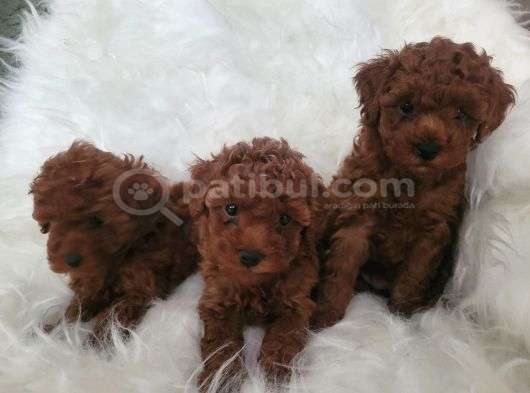 Kore Toy Poodle Bebekler Yeni Ailelerini Arıyor görsel