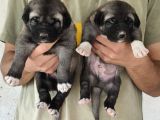 Orjinal has kangal yavruları