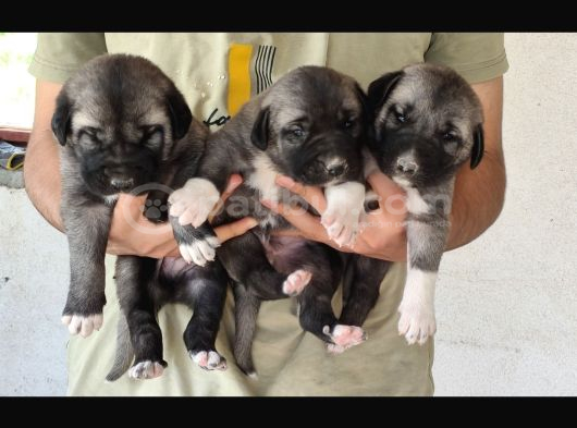 Orjinal Has Kangal Yavruları görsel
