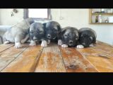 Orjinal Has Kangal Yavruları