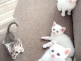 Kedi̇mi̇n Bebi̇şleri̇ne Yuva