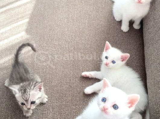 Kedi̇mi̇n Bebi̇şleri̇ne Yuva görsel