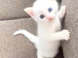 KEDİMİN BEBİŞLERİNE YUVA