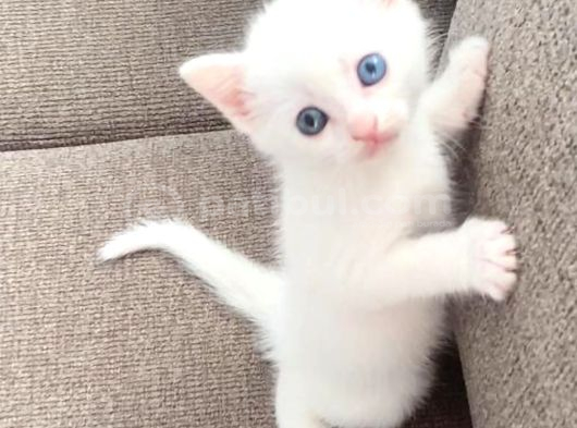 Kedi̇mi̇n Bebi̇şleri̇ne Yuva