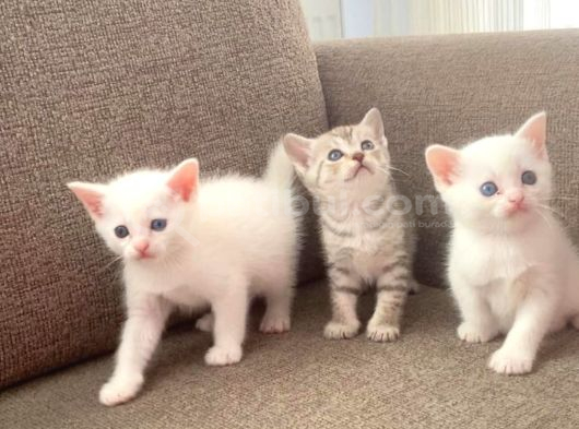 Kedi̇mi̇n Bebi̇şleri̇ne Yuva görsel