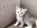 Kedi̇mi̇n Bebi̇şleri̇ne Yuva