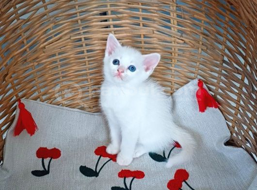 Kedi̇mi̇n Bebi̇şleri̇ne Yuva görsel