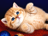 British Shorthair Golden Bebek