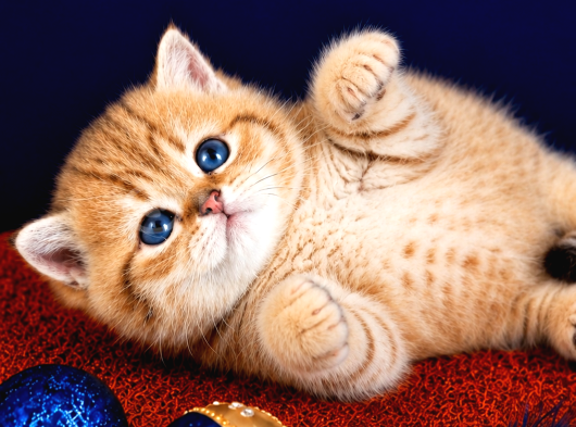 British Shorthair Golden Bebek görsel