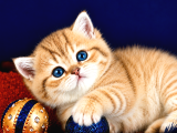 British Shorthair Golden Bebek