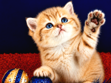 British Shorthair Golden Bebek