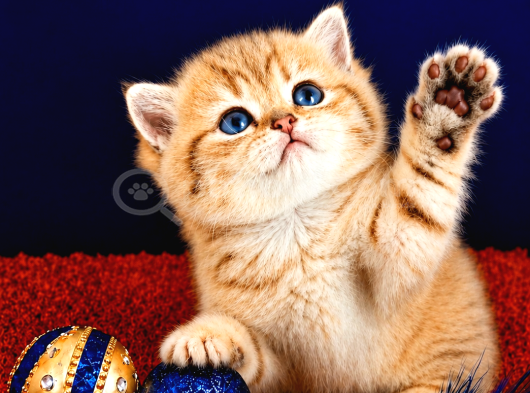 British Shorthair Golden Bebek görsel