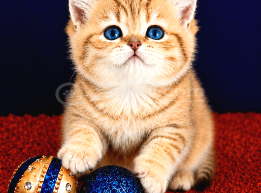 British Shorthair Golden Bebek