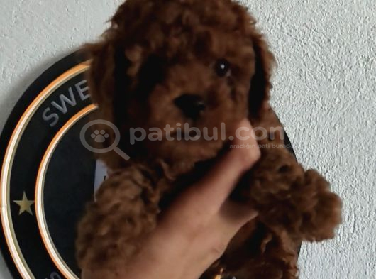 4 Ay Kore Kilo Garantili Çift Karma Yapılı görsel
