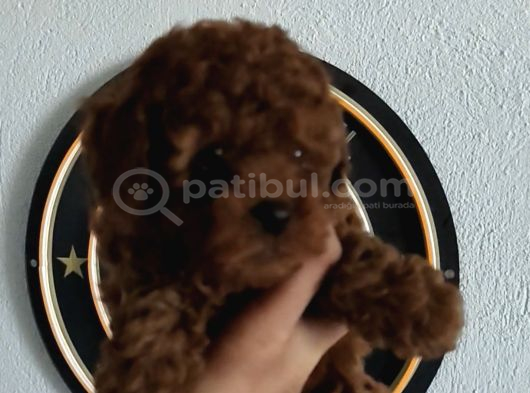 4 Ay Kore Kilo Garantili Çift Karma Yapılı