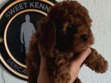 4 Ay Kore Kilo Garantili Çift Karma Yapılı
