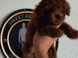 4 Ay Kore Kilo Garantili Çift Karma Yapılı