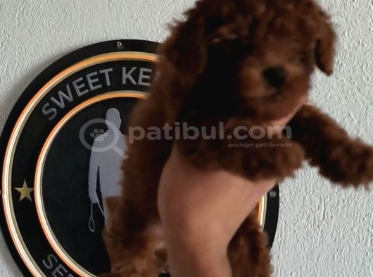 4 Ay Kore Kilo Garantili Çift Karma Yapılı görsel