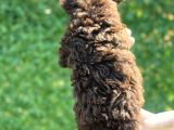 Çikolata Sevimli Toy Poodle Bebekler