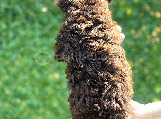 Çikolata Sevimli Toy Poodle Bebekler görsel