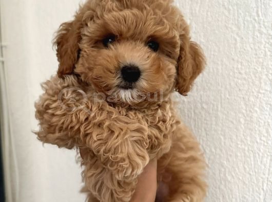 Malti̇poo Ci̇nsi̇ Yavrular Ev Üreti̇mi̇