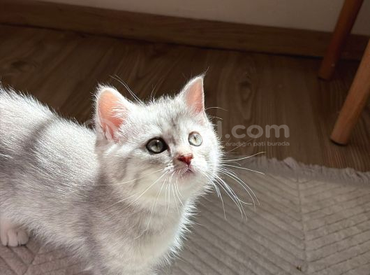 British Shorthair görsel