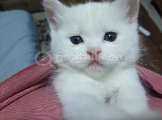 Safkan British Yavru Kedi Ankara görsel
