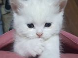 Safkan british yavru kedi Ankara