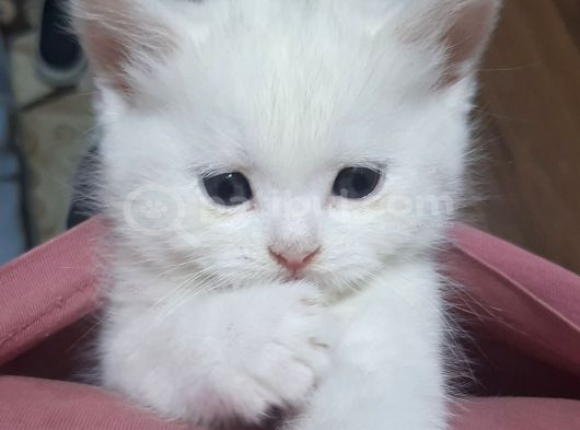 Safkan British Yavru Kedi Ankara