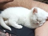 Safkan British Yavru Kedi Ankara