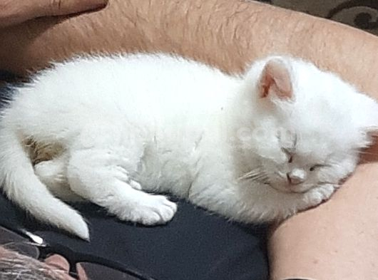 Safkan British Yavru Kedi Ankara görsel