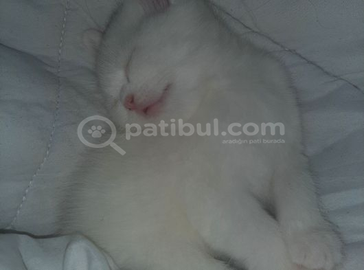 Safkan British Yavru Kedi Ankara görsel